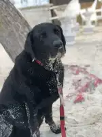 Fisiovet Mallorca - Bild 6