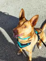 Kami Veterinaria - Bild 3