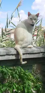 Kami Veterinaria - Bild 9