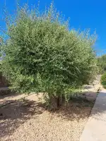 Boehm & Partner Mallorca - Bild 5