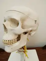 Àngel Bonafè osteòpata - Bild 5