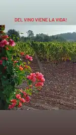 Petit Celler es Cós - Bild 10