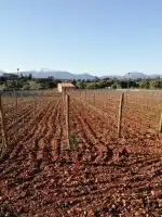 Petit Celler es Cós - Bild 9