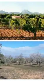 Petit Celler es Cós - Bild 6