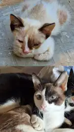 Clínica Veterinaria Cala Millor