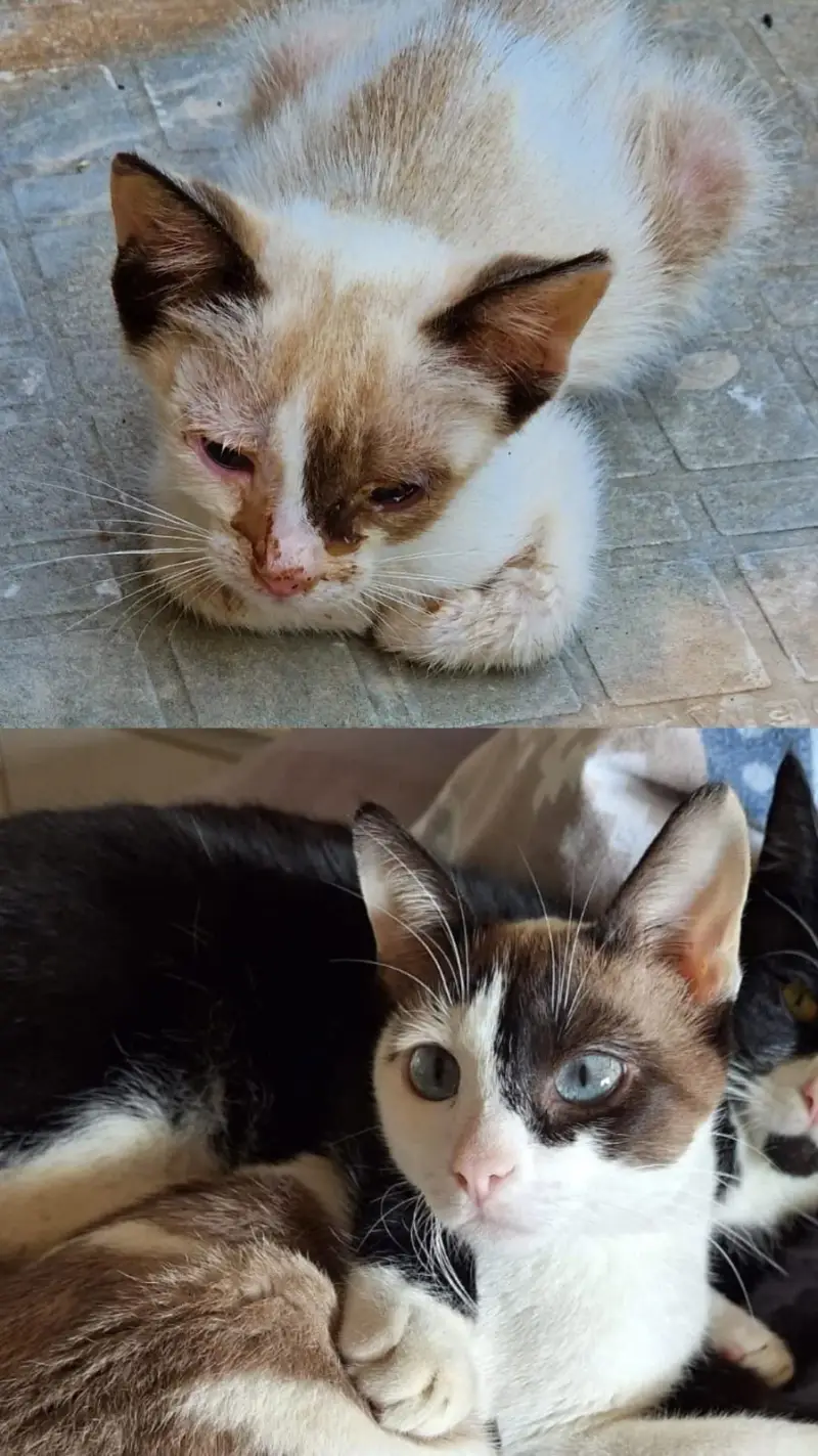 Clínica Veterinaria Cala Millor - Bild 1