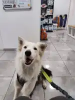 Clínica Veterinaria Cala Millor - Bild 3