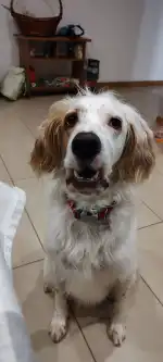 Clínica Veterinaria Cala Millor - Bild 6