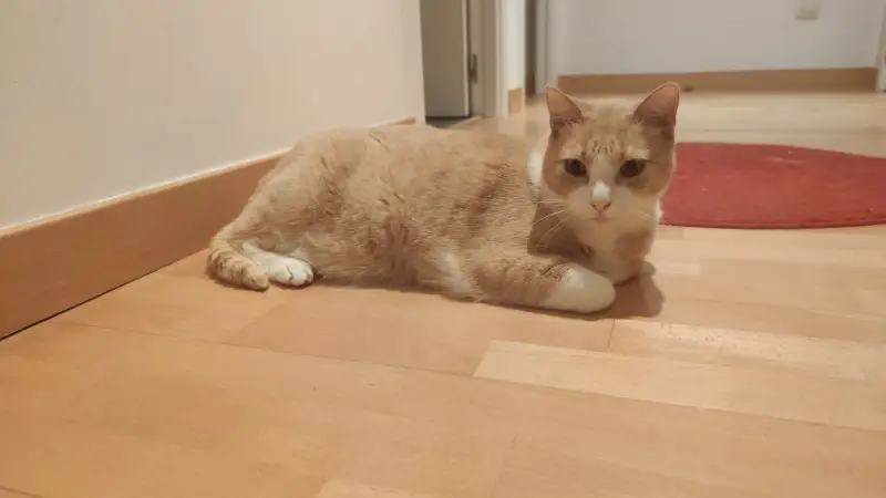 Clínica Veterinaria Portixol - Bild 1