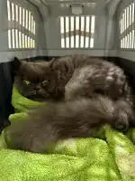 Clínica Veterinaria Portixol - Bild 4