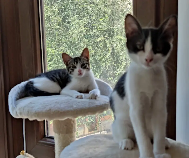 veterinària sa palla - Bild 1