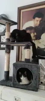 veterinària sa palla - Bild 5