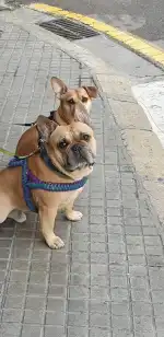 veterinària sa palla - Bild 8