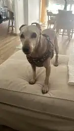 veterinària sa palla - Bild 9