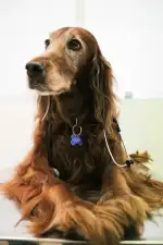 Pèl i Plomes - Bild 9