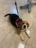 Pèl i Plomes - Bild 3