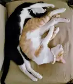 Pèl i Plomes - Bild 9