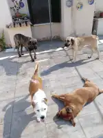 Clínica Veterinaria Inca - Bild 8