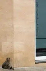 Clínica Veterinaria Inca - Bild 9