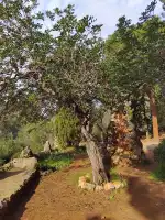 Sa Capelleta, Santa Maria de l’Olivar - Bild 10