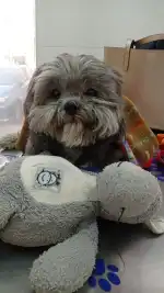 Clínica Veterinària Foners - Bild 2