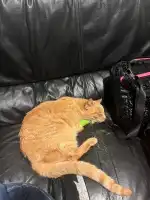 Clínica Veterinària Foners - Bild 8