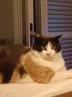 Clínica Veterinària Foners - Bild 9