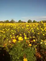 Estación de Servicio Repsol - Bild 4