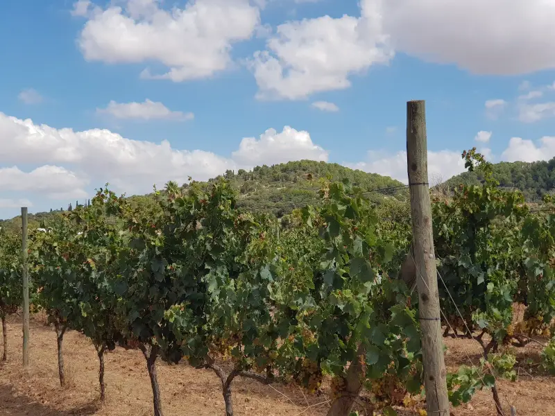 Vi d'Auba Celler - Bild 1