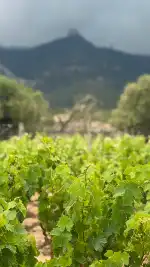 Vi d'Auba Celler - Bild 7