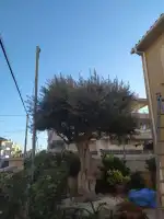 Mallorca Garten - Image 5