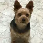 Andrés Burguera Vidal