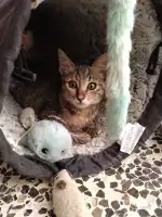 Veterinari Muro - Bild 9