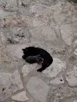 Veterinari Muro - Bild 8