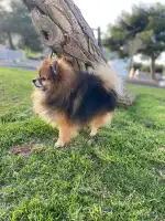 Veterinari Muro - Bild 9