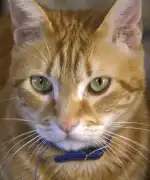 Clínica Veterinaria Llucmajor - Bild 8