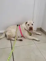 Clínica Veterinaria Llucmajor - Bild 9