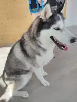 Mascotas Clinica Veterinaria - Bild 2