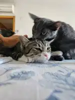 Mascotas Clinica Veterinaria - Bild 7