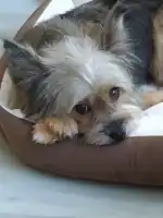 Mascotas Clinica Veterinaria - Bild 8