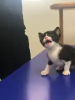 Mascotas Clinica Veterinaria - Bild 9