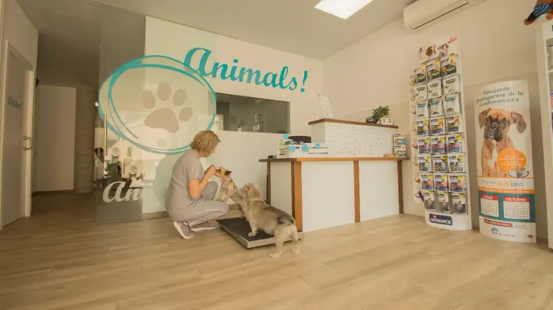 Animals! Serveis Veterinaris - Bild 1