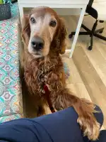 Animals! Serveis Veterinaris - Bild 8