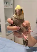 Animals! Serveis Veterinaris - Bild 9