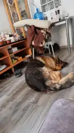 Clínica Veterinària Metropòlitan - Bild 2