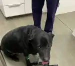 Clínica Veterinària Metropòlitan - Bild 2