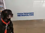 Clínica Veterinària Metropòlitan - Bild 3