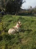 CEPAD Centre De Proteccio D'animals Domestics - Bild 1