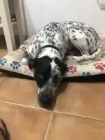 CEPAD Centre De Proteccio D'animals Domestics - Bild 10