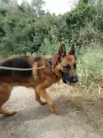 CEPAD Centre De Proteccio D'animals Domestics - Bild 3